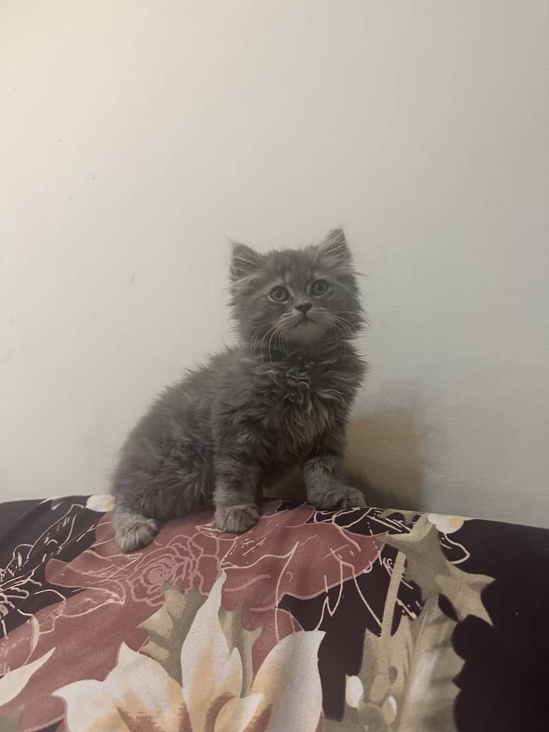 2 cats for sale Peshawar read add 4