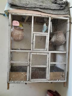 5 piec budgie parrots and with cage price 2500
