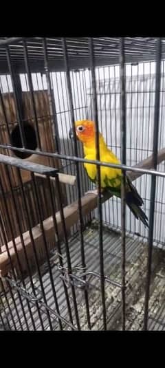 sun clure breeding parrots