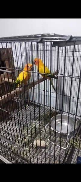 sun clure breeding parrots 1