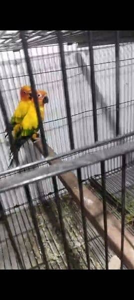 sun clure breeding parrots 2