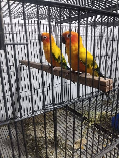 sun clure breeding parrots 3