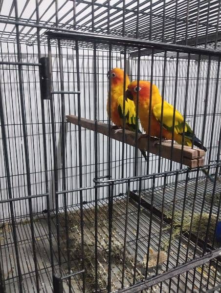 sun clure breeding parrots 4