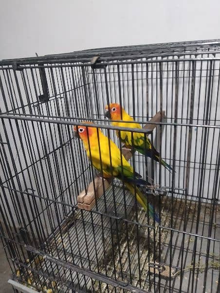 sun clure breeding parrots 5