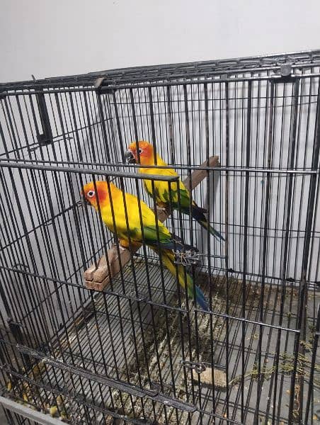 sun clure breeding parrots 6