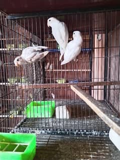 some birds for sale only 850 per piece 0