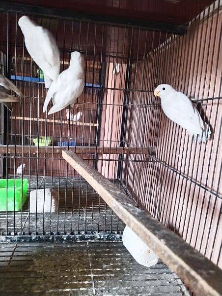some birds for sale only 850 per piece 1