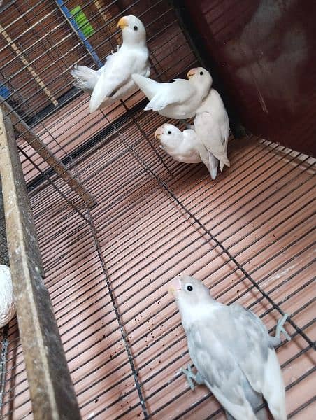 some birds for sale only 850 per piece 2