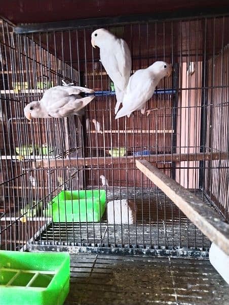 some birds for sale only 850 per piece 3