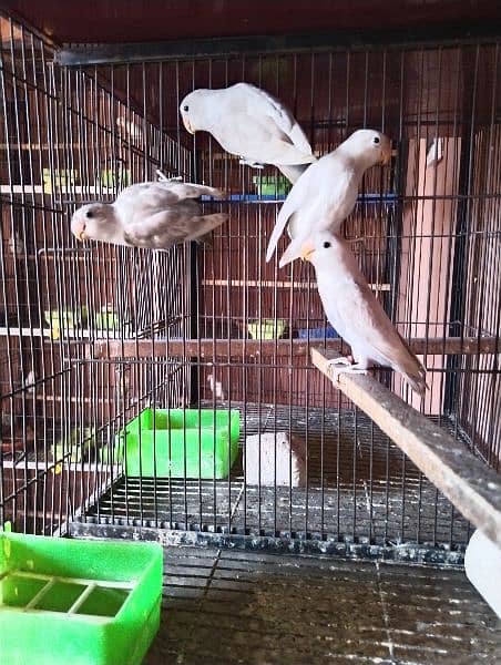 some birds for sale only 850 per piece 4