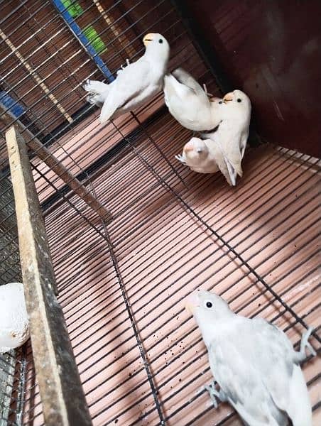 some birds for sale only 850 per piece 5