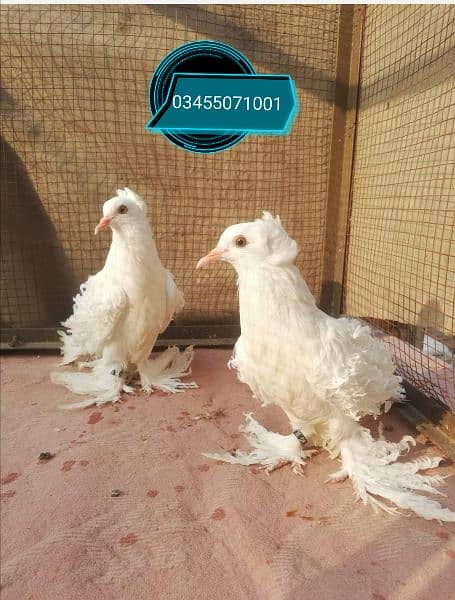 Different type of fancy pigeons All Imported bloodline 1