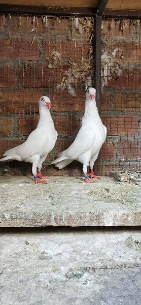 Different type of fancy pigeons All Imported bloodline 7