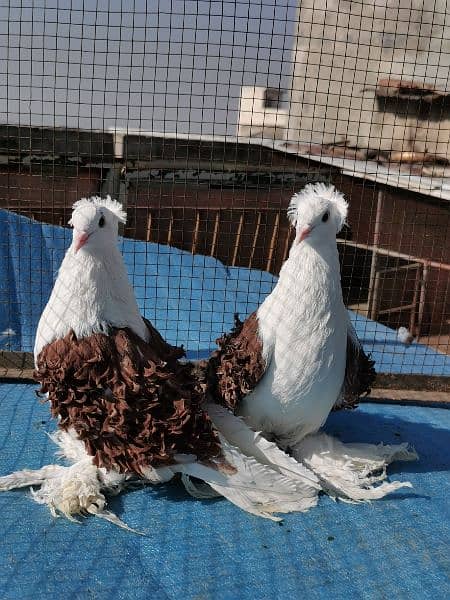 Different type of fancy pigeons All Imported bloodline 10