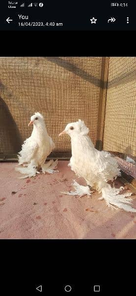 Different type of fancy pigeons All Imported bloodline 11