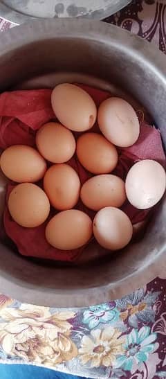 white Aseel fertile eggs for sale