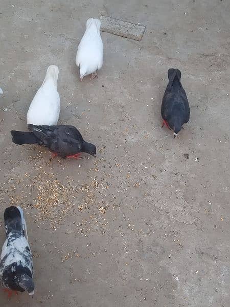 fancy pigeon sale healthy or active 5