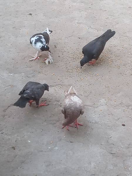 fancy pigeon sale healthy or active 6