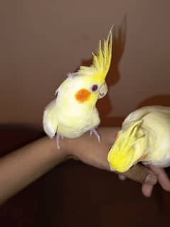 hand tamed cockatiel pair (3 month old)
