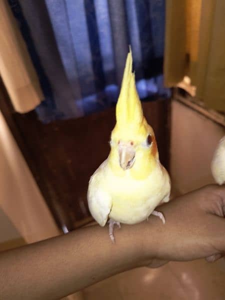 hand tamed cockatiel pair (3 month old) 1