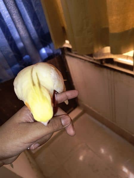 hand tamed cockatiel pair (3 month old) 2