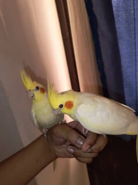 hand tamed cockatiel pair (3 month old) 3