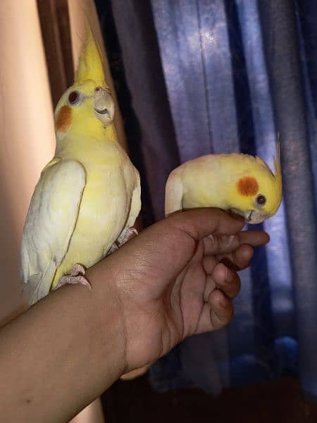 hand tamed cockatiel pair (3 month old) 4