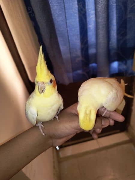 hand tamed cockatiel pair (3 month old) 5