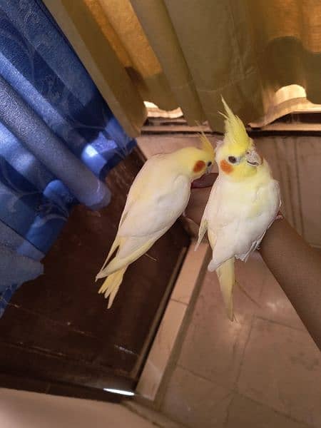 hand tamed cockatiel pair (3 month old) 6