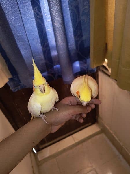hand tamed cockatiel pair (3 month old) 7