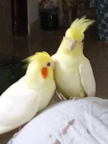 hand tamed cockatiel pair (3 month old) 8