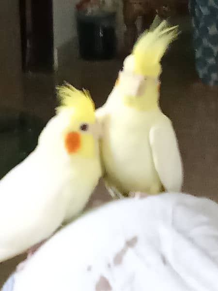 hand tamed cockatiel pair (3 month old) 9