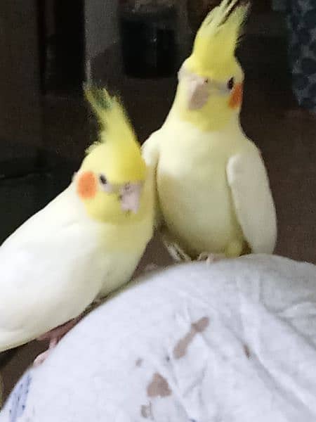 hand tamed cockatiel pair (3 month old) 10