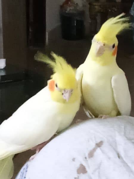 hand tamed cockatiel pair (3 month old) 11