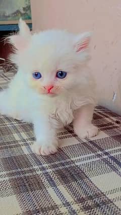 Persian cats  offer urgent  sale 13500 2