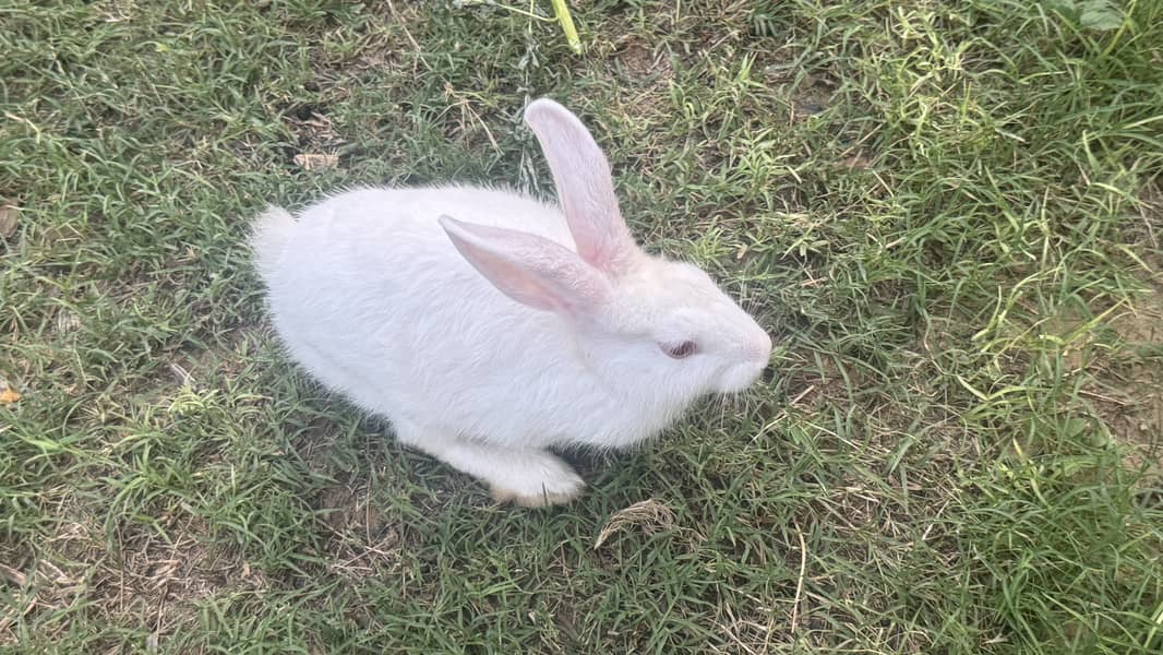 Rabbits For Sale 1