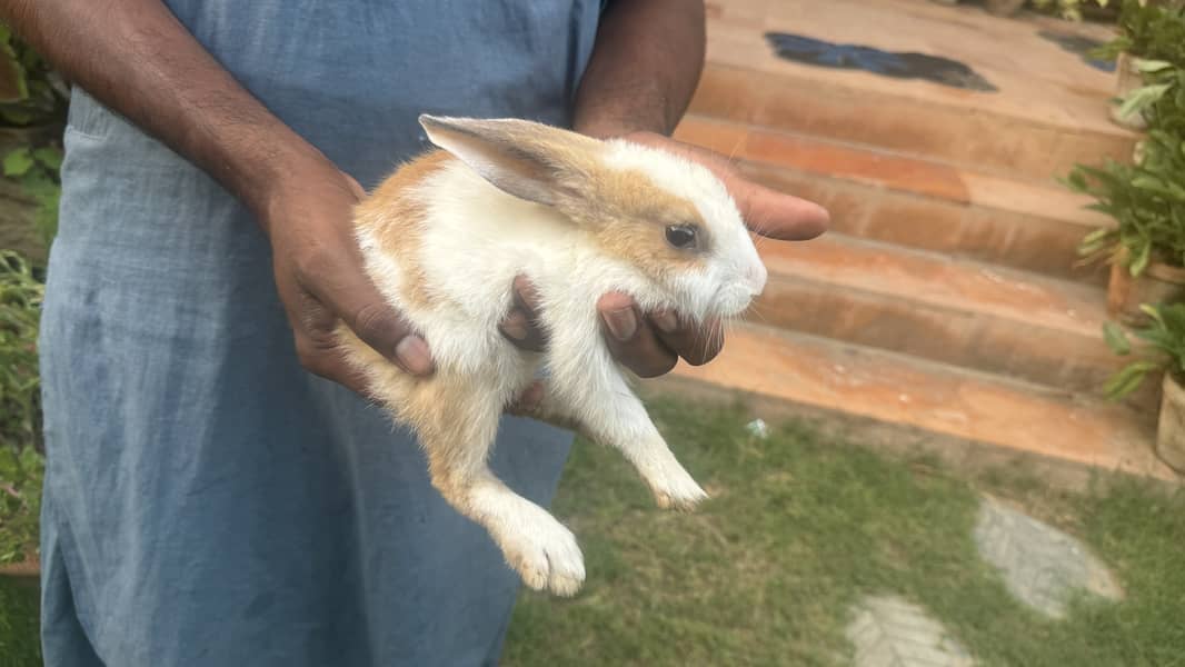 Rabbits For Sale 3