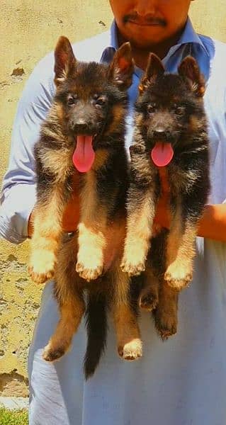 German shepherd long cout important bloodline puppies available 1