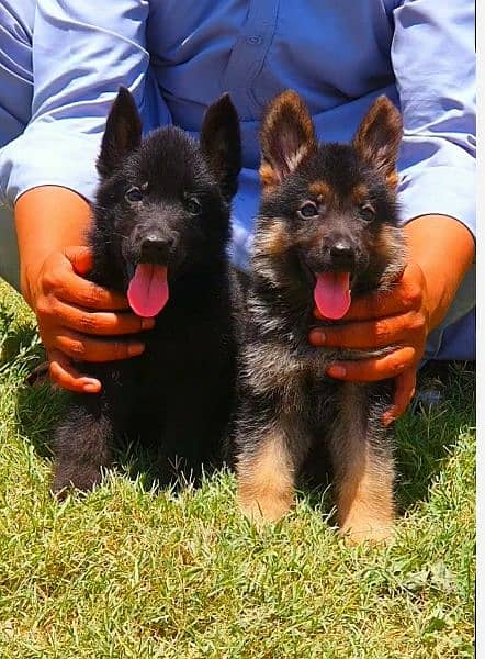 German shepherd long cout important bloodline puppies available 2