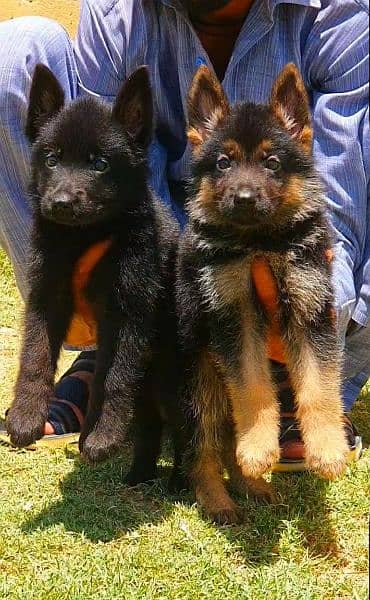 German shepherd long cout important bloodline puppies available 4