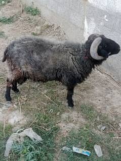Male sheep 0