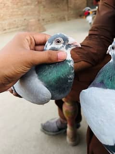 pigeon pair 0