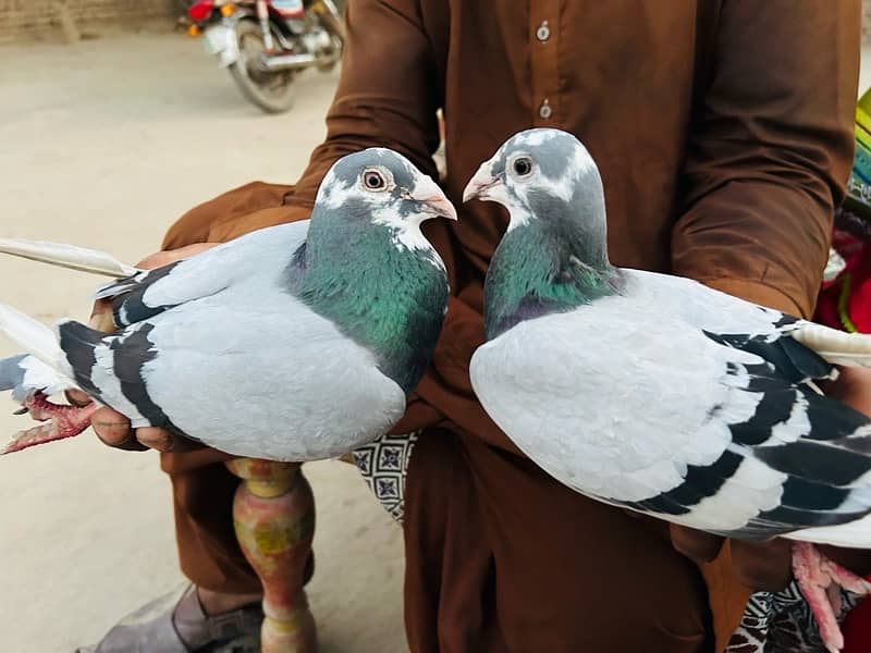 pigeon pair 1