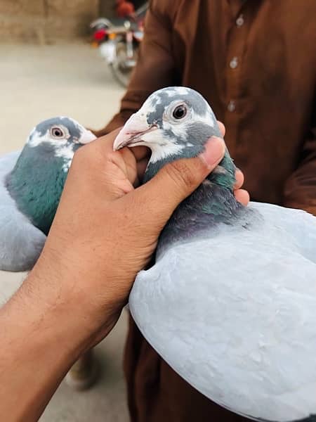 pigeon pair 2