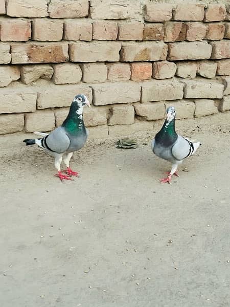 pigeon pair 3