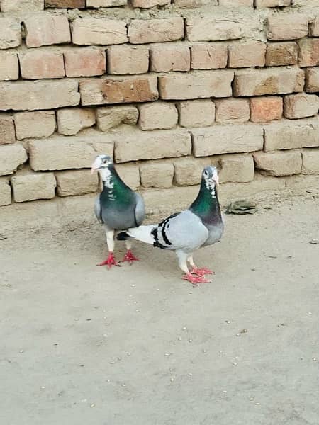 pigeon pair 4