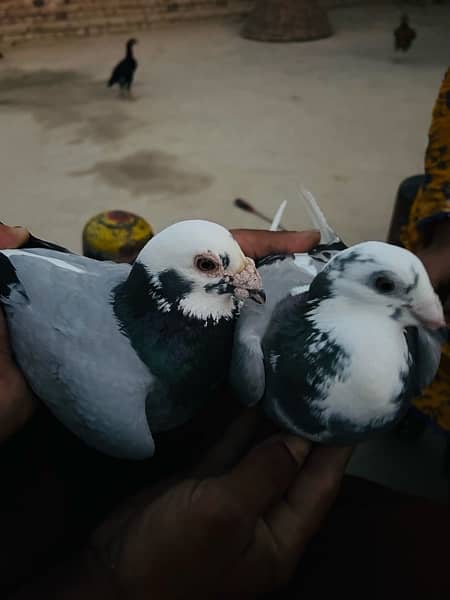 pigeon pair 6