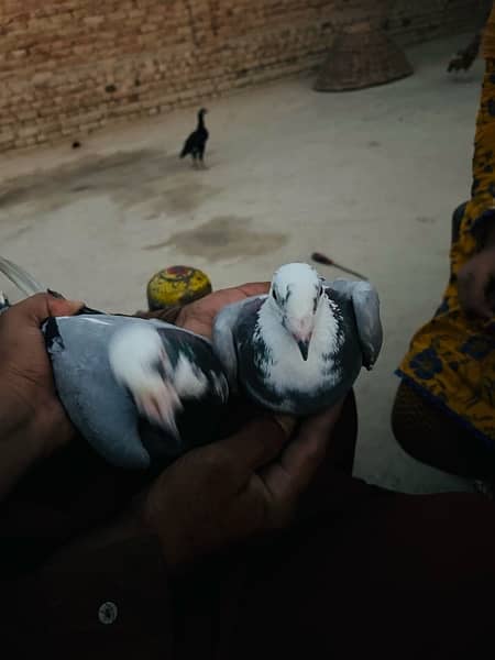 pigeon pair 7