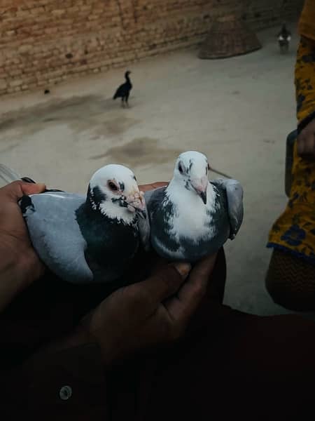 pigeon pair 10
