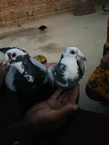 pigeon pair 12